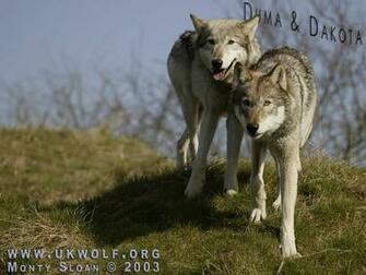 Best High Quality Wallpaper Wolf P6