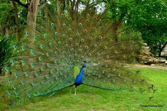 The Peafowl