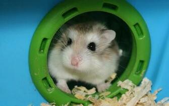 Hamsters Achtergronden Dieren HD Hamster Wallpaper Foto Jpg