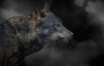 Wallpaper Wolf Grin Smoke Animals
