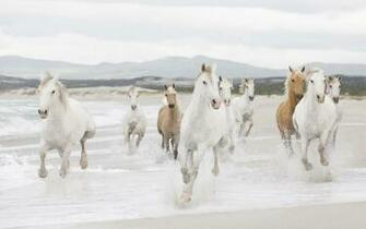 Horses On The Beach Wallpaper