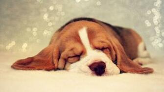 Beagle Wallpaper At Wallpaperbro