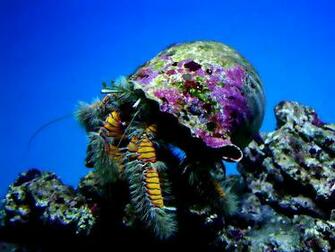 Wallpaper Living Marine Aquarium