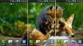 Bing Live Wallpaper App From Google Play Store And Get