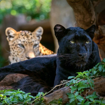 Black Leopard Wallpaper