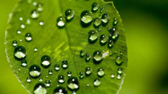 Raindrops Wallpaper