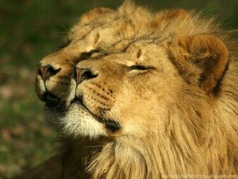 Lion Wallpaper Desktop HD In Animals Imageci