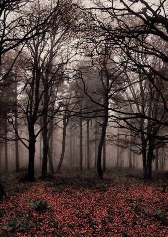 Creepy Trees iPhone Wallpaper