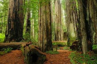 Best HD Redwood National Park Wallpaper