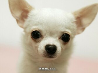Chihuahua Puppy Wallpaper Pictures No