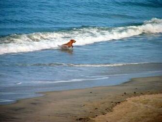 List Of Outer Banks Dog Friendly Restaurants First Flight Rentals