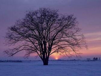 Winter Sunrise Wallpaper Background