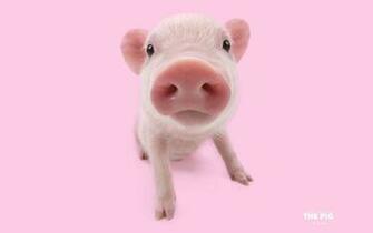 Artlist Collection The Pig Wallpaper Artlistcollectionthepig