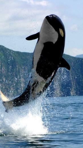 Orca Wallpaper iPhone Image In Collection