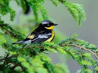 Birds Wallpaper Desktopwallpaper