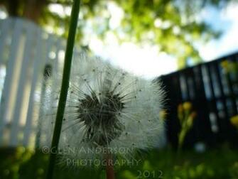HD Quality Wallpaper Dandelion By Nrk 2k