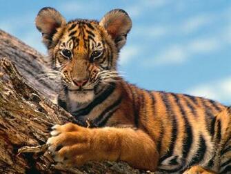 Cat Wallpaper Big Cats