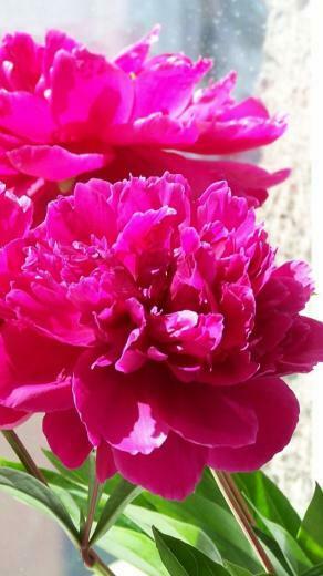 Wallpaper Peonies Flowers Bouquet Box Spring iPhone 5s