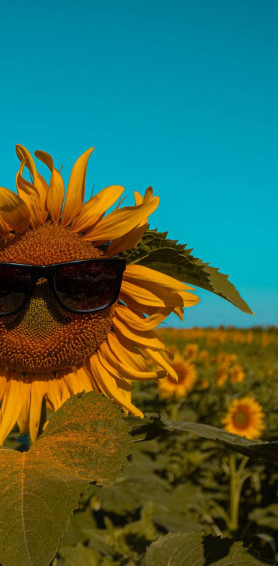 Sunflower With Sunglasses Summer iPhone Wallpaper