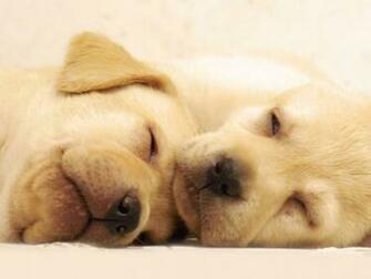 White German Shepherd Puppies Wallpaper High Definition