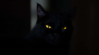 Dark Animals Wallpaper