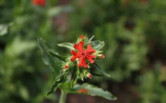 Flowers Pictures Wallpaper Maltese Cross