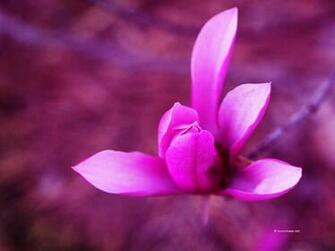 Purple Flower Wallpaper Ref Kate Net Holidays