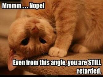 Funny Image Gallery Image For Cats Wallpaper