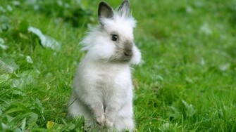 White Rabbit Wallpaper Desktop Background