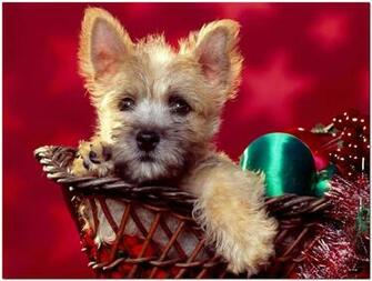 Christmas Animals Wallpaper Coloring