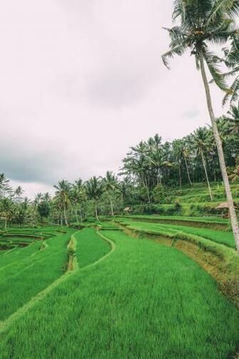 Bali Travel Tegalalang Rice Terrace In Ubud And Gunung Kawi