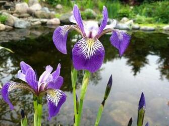 Source Url Kootation Flower Bulb Fundraiser Html