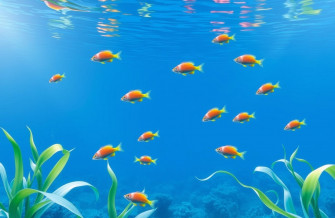 Live Wallpaper Windows Fish