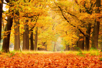 My Autumn Season HD Wallpaper New Tab Theme Mystart
