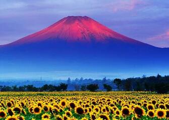 Image Mount Fuji Japan Volcano Nature Mountains Fields Flowers