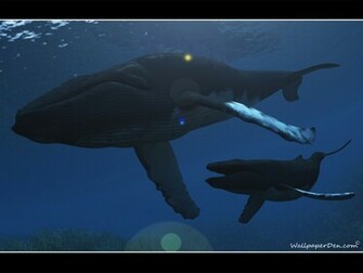 Hump Back Whale Humpback Whales Wallpaper