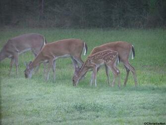 Whitetail Deer Wallpaper