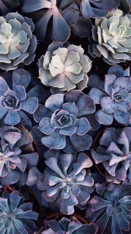 Succulent iPhone Wallpaper Leaf Green