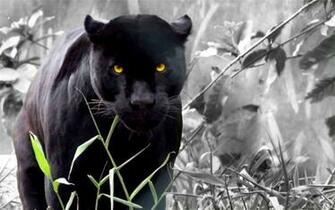 Black Panther Background