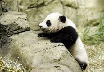 Baby Panda Wallpaper