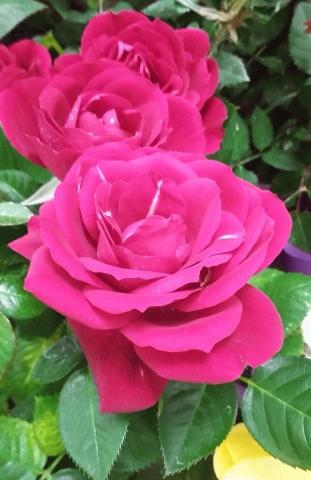 Roses La Investigaci N Realizada Por El Imperial College London
