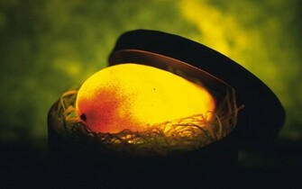 X Ray Mango Wallpaper