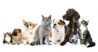 Cat And Dog Wallpaper High Quality