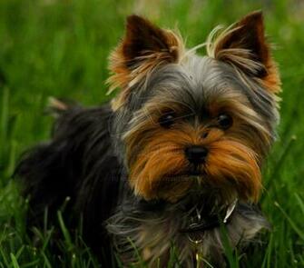 Pics Photos Yorkies Wallpaper