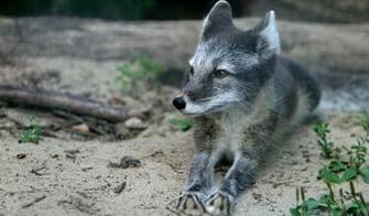 Funny Fox Wallpaper For Widescreen Animal