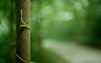Vine Wallpaper ImgHD Browse And Image