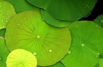 Green Lily Pads Wallpaper Wall Mural Muralswallpaper Co Uk