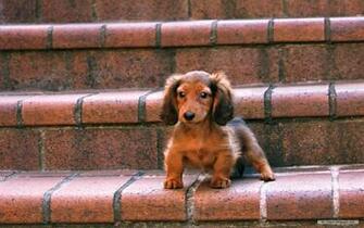 Animal Wallpaper Miniature Dachshund