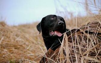 Waterfowl Hunting Dog Desktop Wallpaper