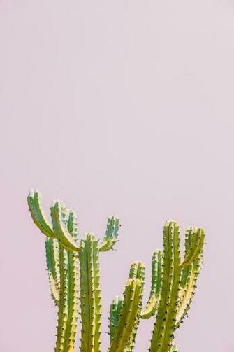 Pink Cactus In Powerpoint Background Design Cool